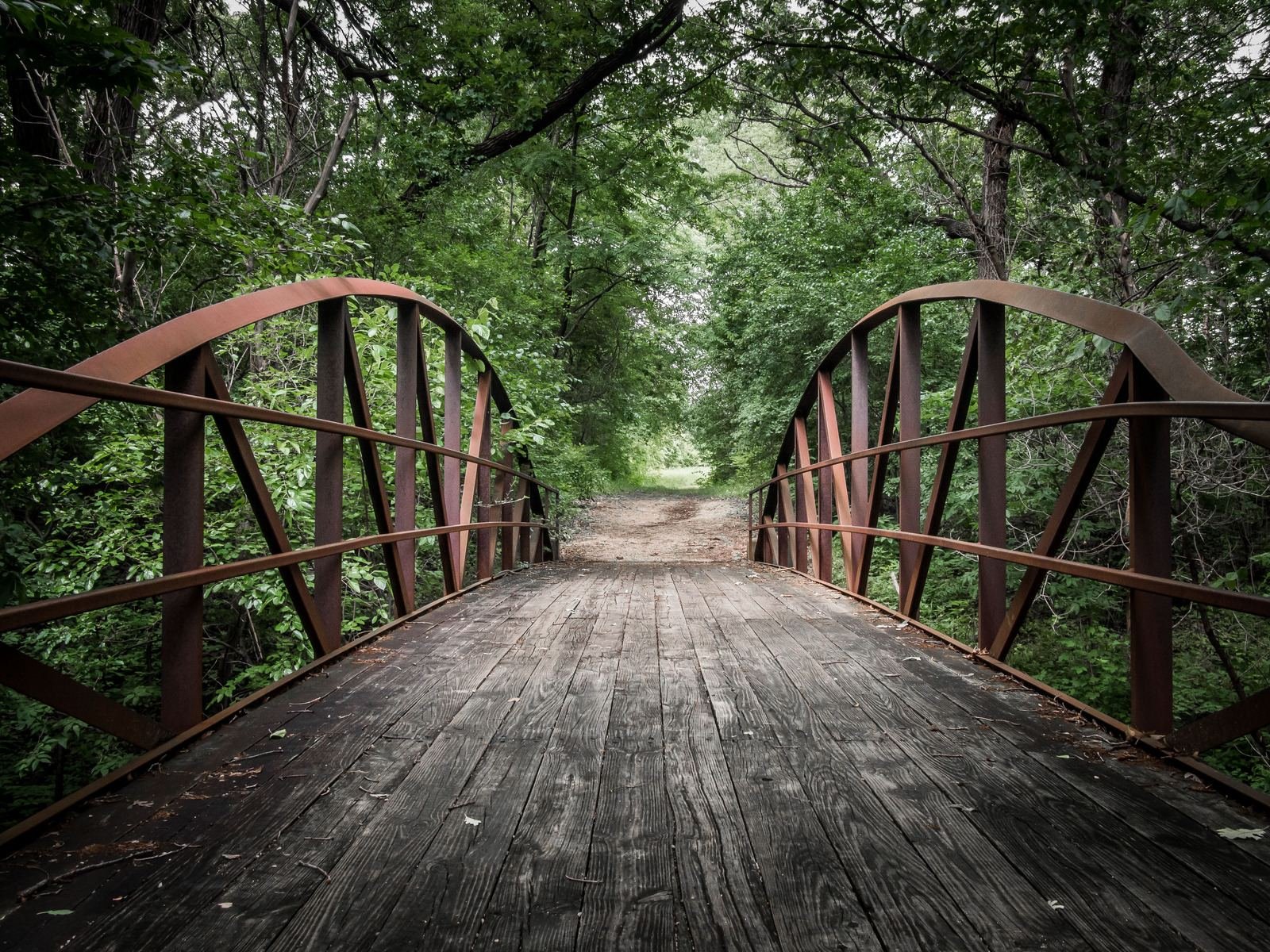 Puente en el bosque